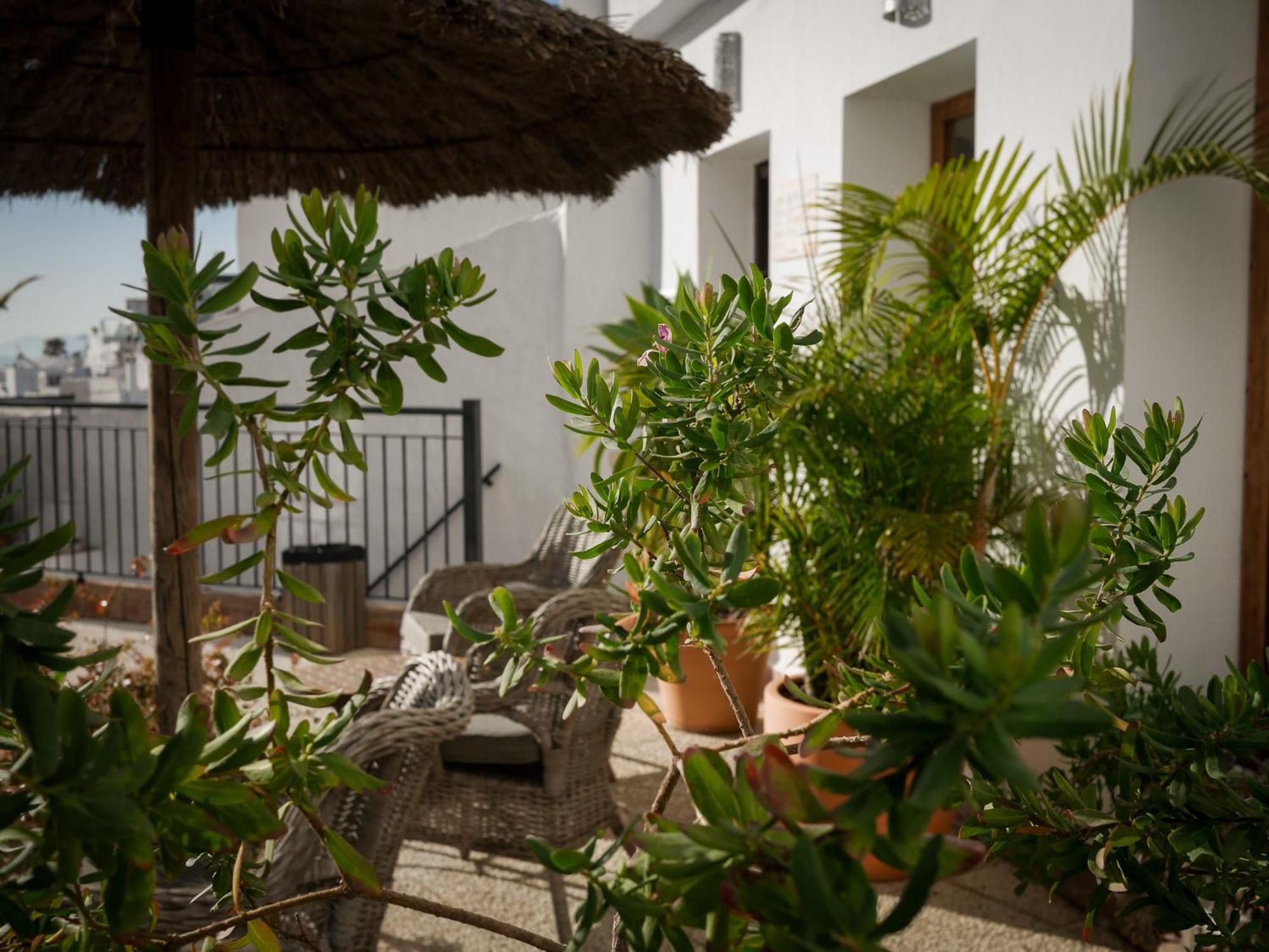 Palmeras Del Califa